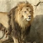【千葉市動物公園】迫力あるライオンが千葉でも見られますよ！孫たちは小動物に大喜び！