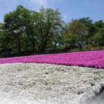 【秩父羊山公園】芝桜のジュータンに初めての感動！眩しいほどの鮮やかなピンク！色と癒しの時空をお楽しみください！